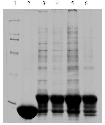 Isolation of NC interaction cellular factors from Jurkat T cell by using GST-NC protein.