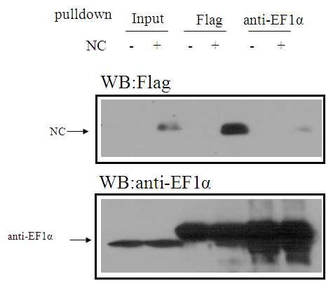 Specific Interaction between HIV-NC protein and EF1α