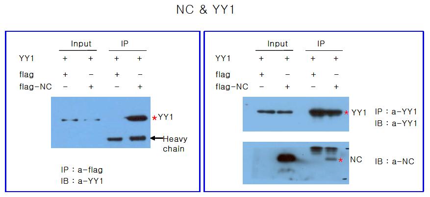 Interaction between HIV-NC protein and YY-1