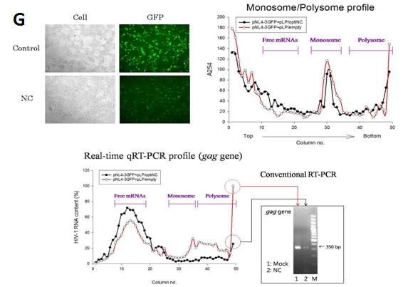 Polysome and monosome fractionation analysis.