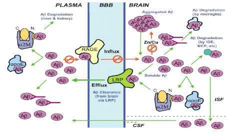 그림 3 혈청과 뇌속의 베타아밀로이드의 양적 조절에 관여하는 시스템.