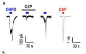 TRPV1을 통한 중추통증 과민화 기전 규명(J Neurosci, 2009)