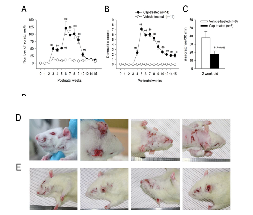 TRPV1 효현제 주사를 통한 만성 가려움증 및 아토피성 피부염의 흰쥐모델 개발(J Dermatol Sci, 2012)