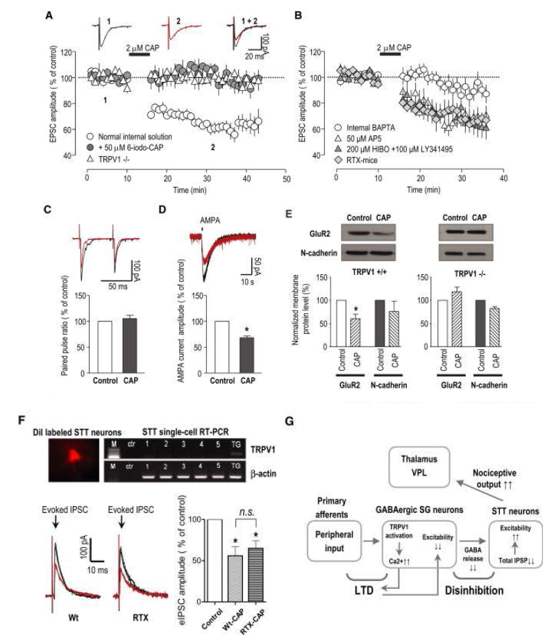 척수 억제성 신경세포의 TRPV1 활성에 의한 신경병증성 기계적 이질통 생성기전 규명(Neuron, 2012)