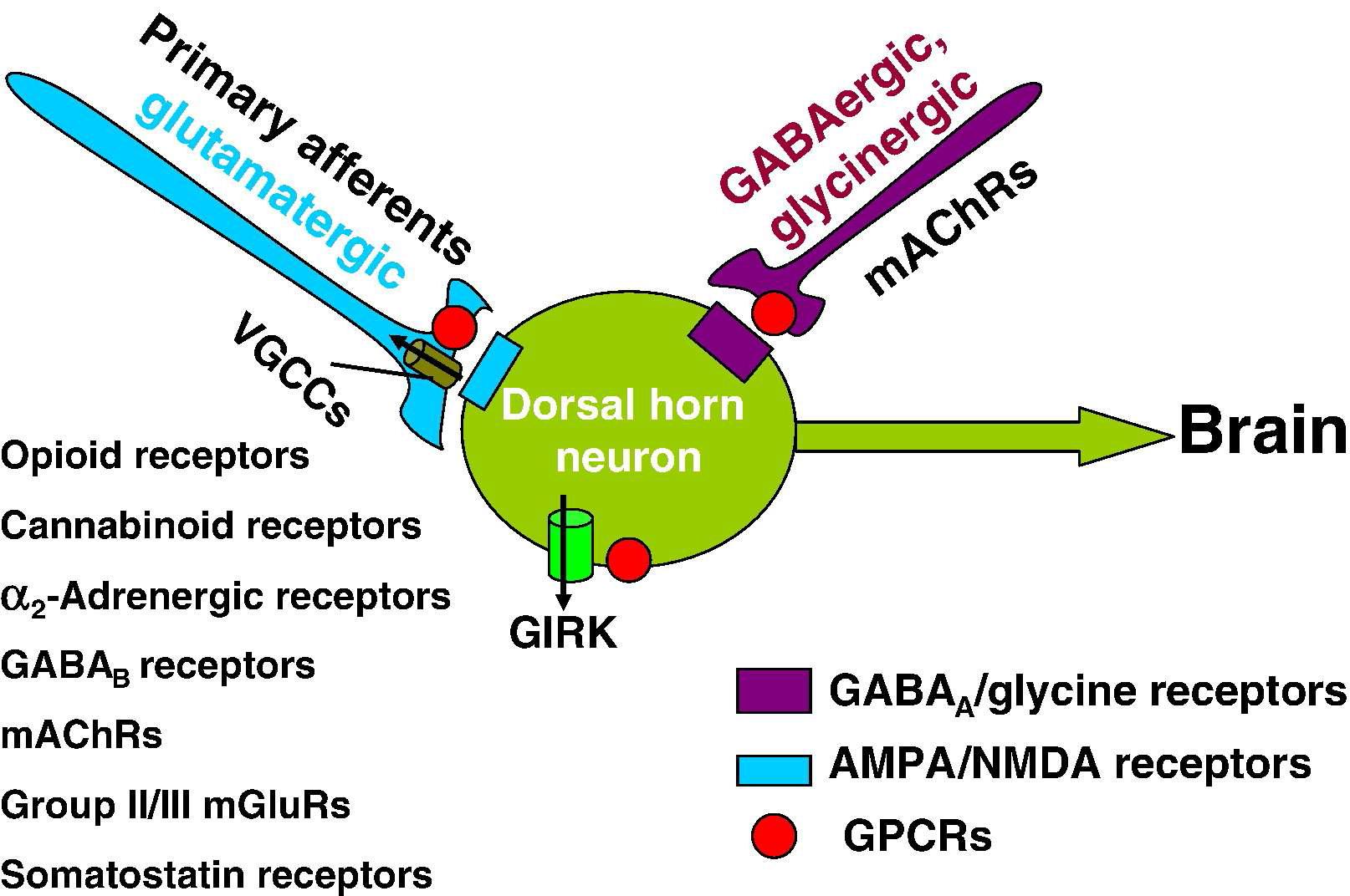 척수에서 통증전달을 조절하는 GPCRs