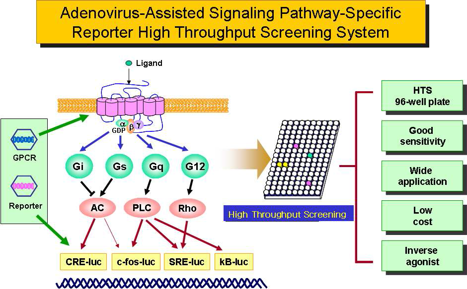 아데노바이러스를 이용한 GPCR 활성평가 시스템