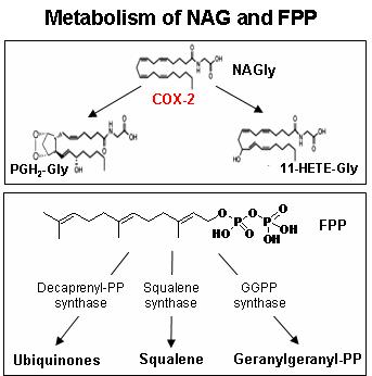 NAG와 FPP 분해효소들