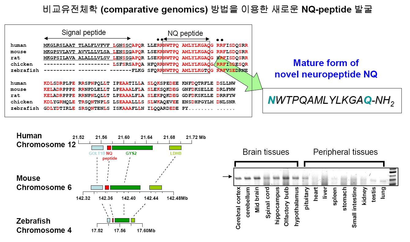 비교 유전체학을 통한 NQ-peptide의 발