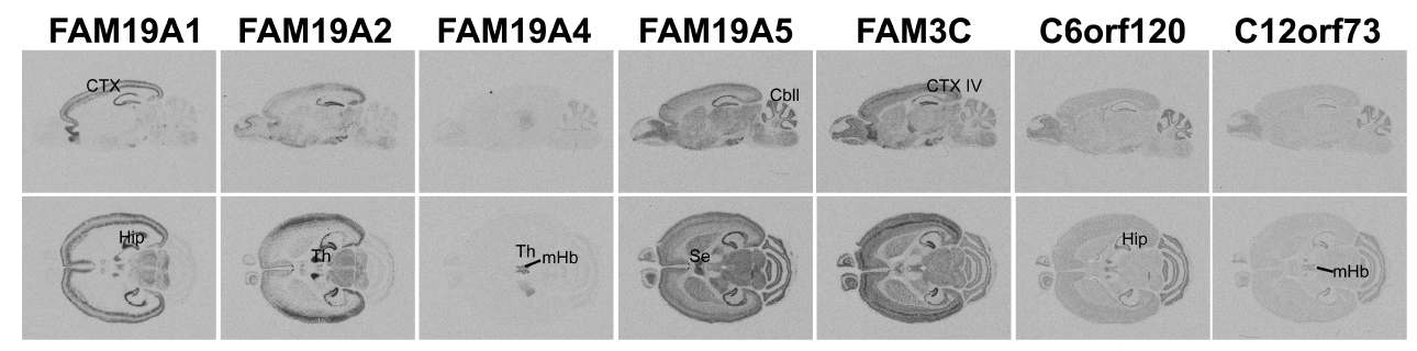 GPCR 리간드 후보 유전자인 FAM19A1, FAM19A2, FAM19A4, FAM19A5, FAM3C, C6orf120, C12orf73의 성숙한 마우스 뇌조직에서의 발현