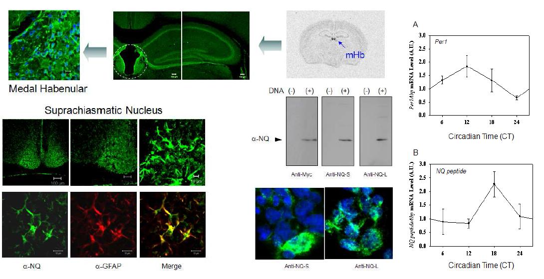 조직 내 NQ 펩타이드의 발현 및 SCN에서 일주기적인 NQ mRNA 발현 분석