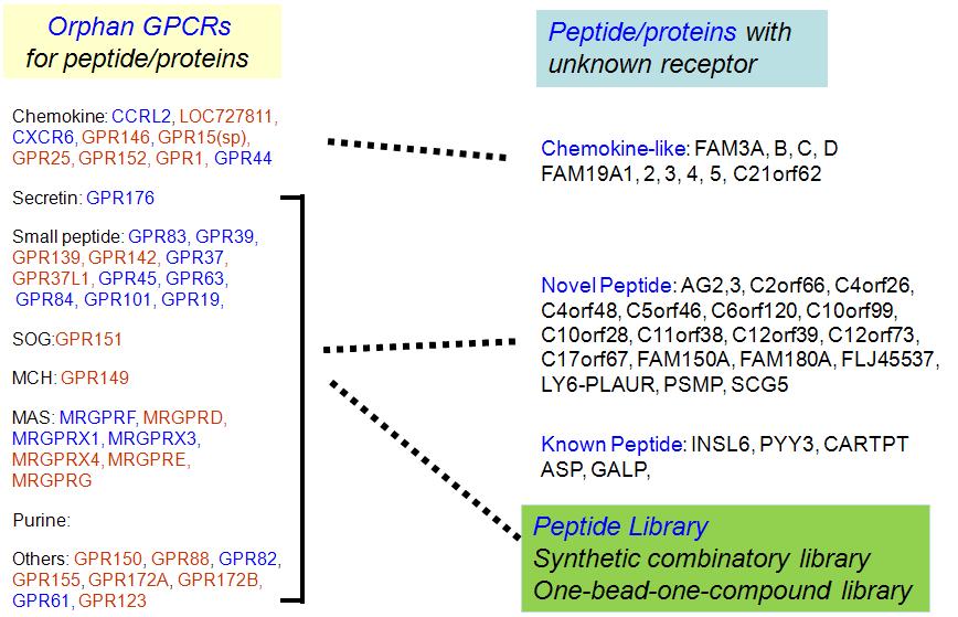 신규 리간드-GPCR 짝짓기