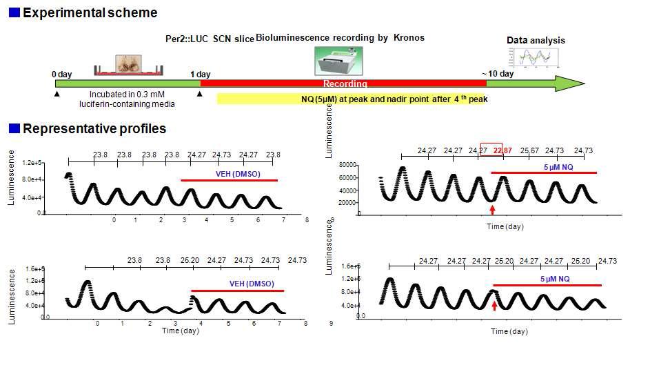 일주기 리듬에서 NQ 펩타이드의 역할