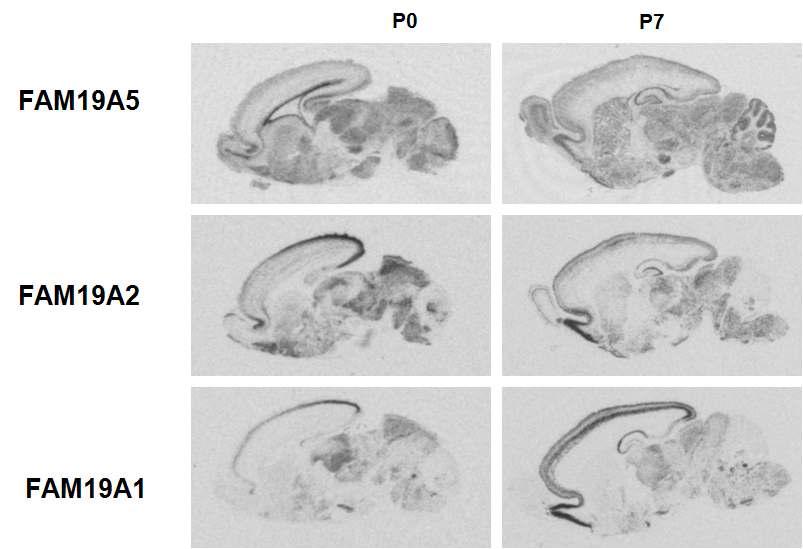 FAM19A family 유전자 발생기간 동안의 mRNA 발현
