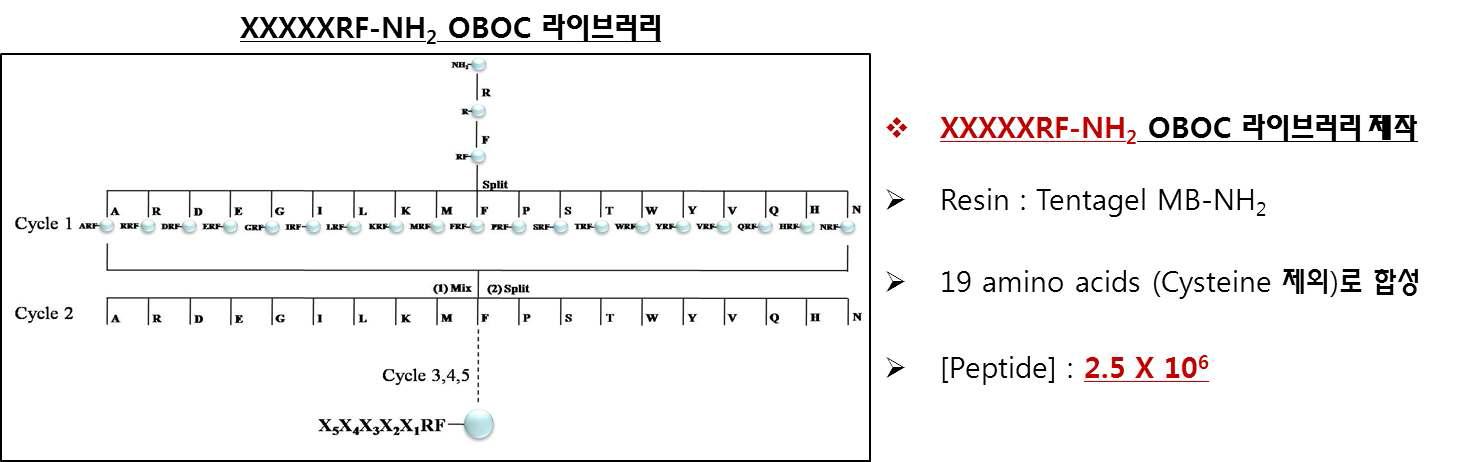 OBOC 펩타이드 라이브러리 제작