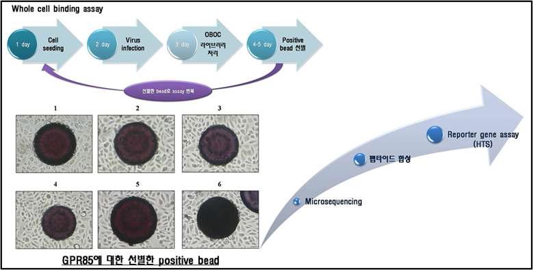 OBOC를 이용한 GPR85에 작용하는 positive beads 선별