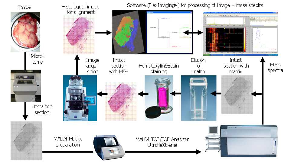 [Workflow of MALDI Imaging]