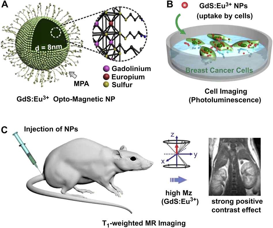 [(a) Simple sonochemistry method로 합성된 europium으로 doping된 GdS (GdS:Eu3+) opto-magnetic nanoparticles (NPs) B) 614 nm의 형광 emission을 통한 cell 영상 C) 생체적합한 GdS:Eu3+ NPs을 이용해서 얻은 다양한 장기의 조영증강된 MRI 영상]