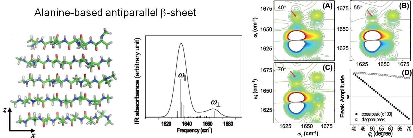 그림 3-8. Alanine-based antiparallel β-sheet 구조에 대한 2DIR PAS 이론분석