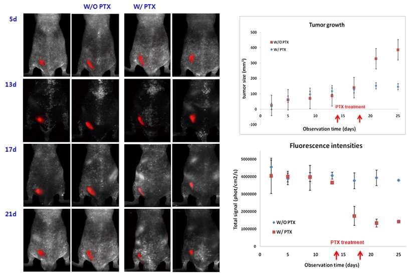 치료군과 비치료군에서의 Cy5.5 in vivo 형광영상(좌)과 tumor volume 및 형광영상 신호크기와의 상관관계 비교(우)