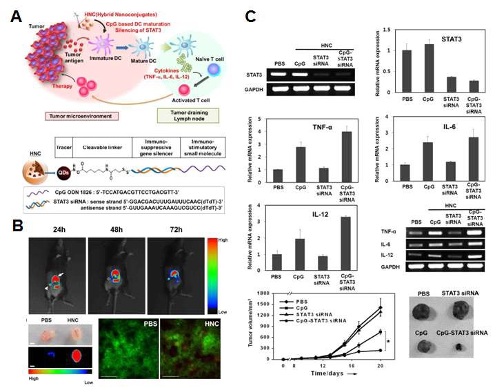 siRNA 기반 진단/치료 나노입자의 설명(A)과 in vivo 실험결과(B),(C)