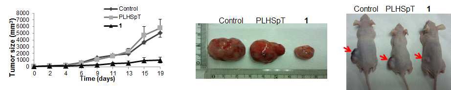 종양 이식 동물에 cRGDyK-S-S-CPLHSpT를 주사후, 종양 크기 측정