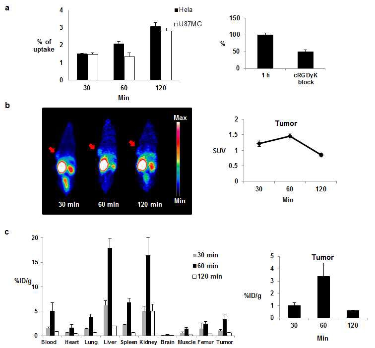 a. 종양 세포에서의 68Ga-NOTA-cRGDyK-S-S-CPLHSpT의 종양세포에서의 시간별 섭취 변화, b. 종양이식동물에의 68Ga-NOTA-cRGDyK-S-S-CPLHSpT의 PET 영상 획득, c.68Ga-NOTA-cRGDyK-S-S-CPLHSpT의 체내 조직 섭취 확인
