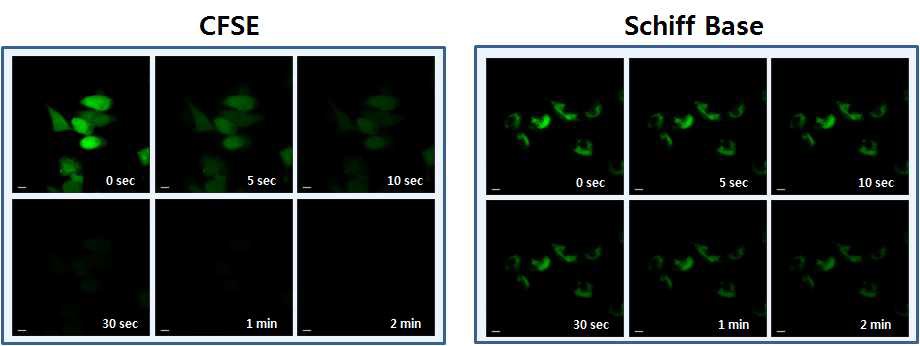CFSE 다이와 자가형광 나노입자(schiff base)의 광안정성을 비교한 실험