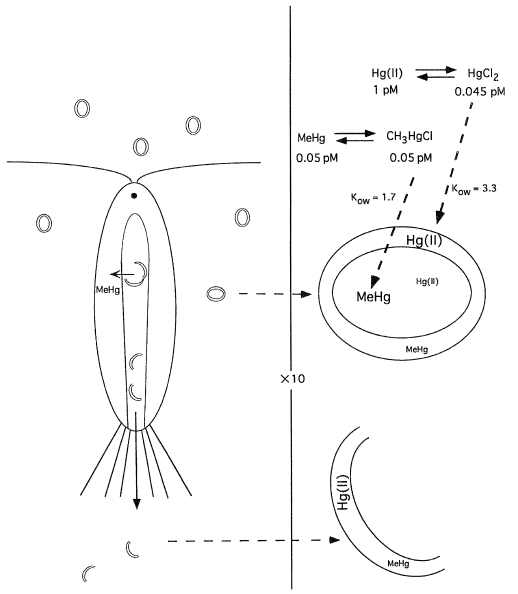 그림 2.3 무기수은과 유기수은의 미생물 세포내 축적과정