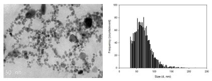 그림 3.1.3 은나노 입자의 TEM 사진 (좌) 및 크기분포 (우)