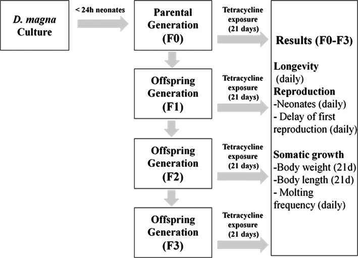 그림 3.2.1. 물벼룩 (D. magna)를 이용한 의약품(tetracycline)의 다세대 독성평가를 수행하기 위한 실험 디자인 및 다양한 종말점