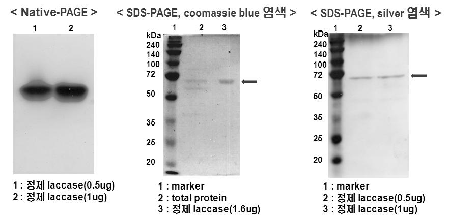 정제효소의 PAGE 분석