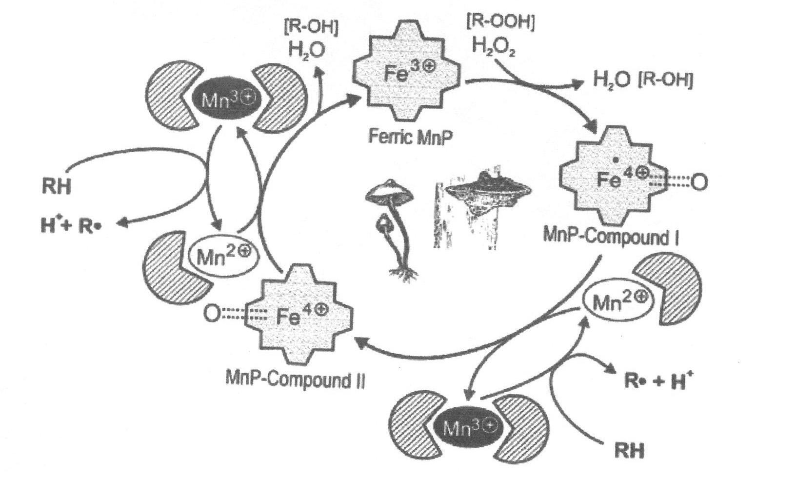 MnP의 catalytic cycle