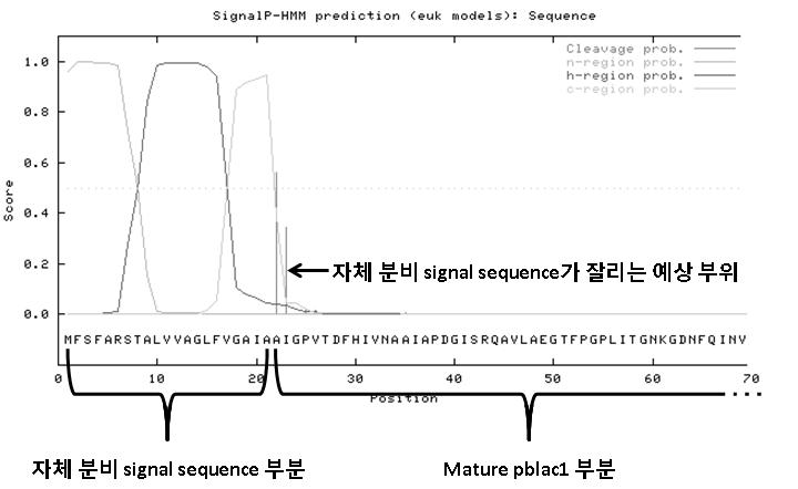 SignalP를 이용한 pblac1의 자체 분비 서열 결정