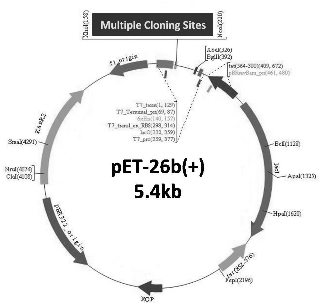 대장균 형질전환용 pET26b(+) 벡터