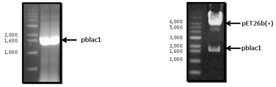 pblac1 PCR 결과물(좌) 및 벡터 삽입 확인(우)