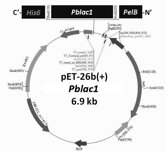 pET26b(+)-pblac1 벡터