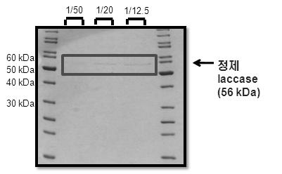 정제된 라카아제의 SDS-PAGE 확인 결과