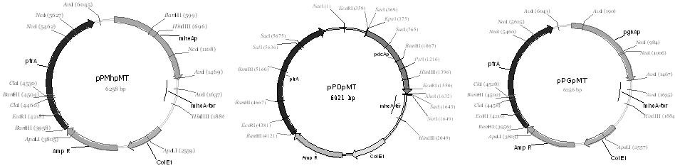 벡터 pPMhpMT(좌), pPDpMT(중) 및 pPGpMT(우)