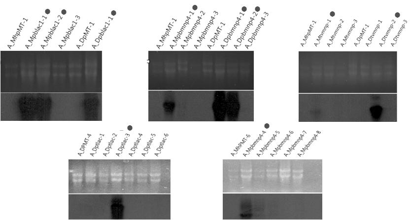 누룩곰팡이 형질전환체들의 Northern blot 분석