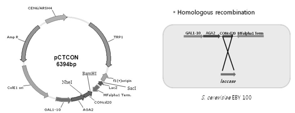 Homologous recombination을 통한 재조합 벡터 구축