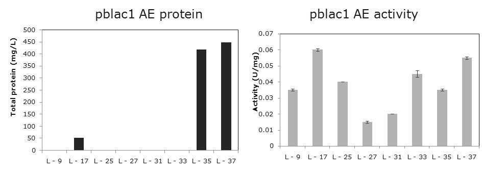 이온교환 크로마토그래피에 의한 pblac1 재조합 단백질 분리