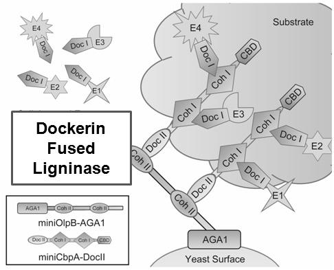 리그닌분해효소 복합체 모식도