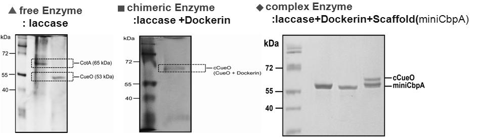 라카아제 단일효소 및 효소복합체 발현