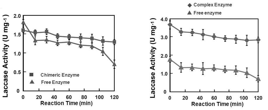 라카아제 단일효소 효소 및 효소복합체 활성