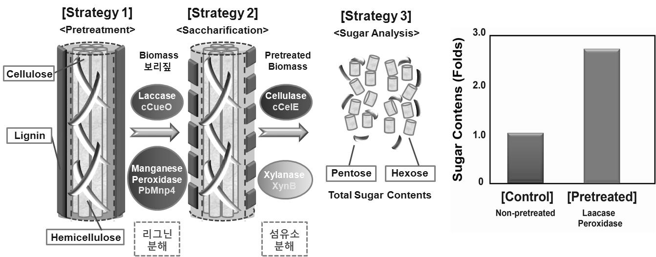 리그닌분해효소 복합체에 의한 전처리효과 모식도 및 당화수율 비교