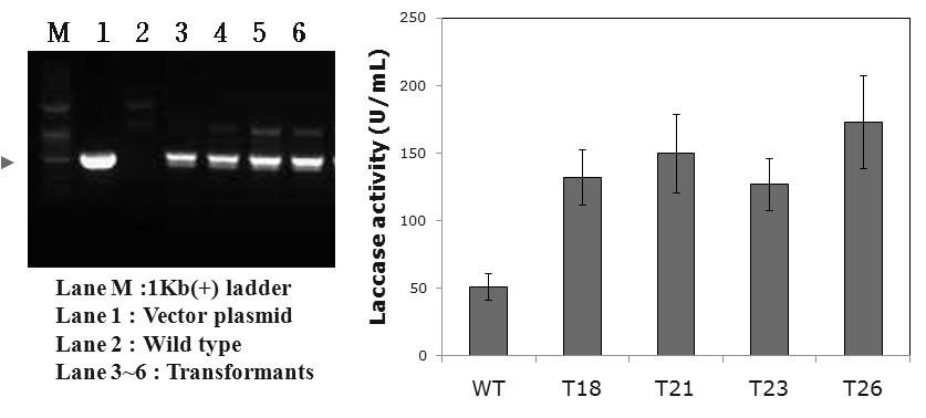 PCR을 통한 겨울우산버섯 형질전환체 확인 및 라카아제 활성 비교
