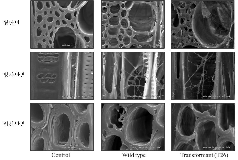 전처리 후 백합나무 칩의 SEM 관찰