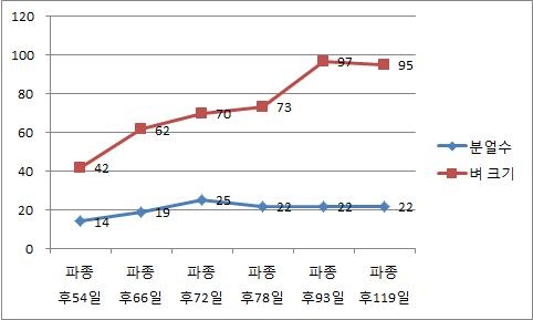 분얼수 및 벼크기 변화(관행 1번 시험포, 오대벼)