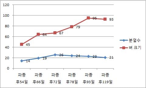 분얼수 및 벼크기 변화(관행 2번 시험포, 오대벼)