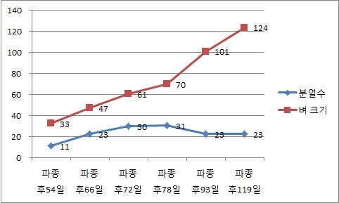 분얼수 및 벼크기 변화(관행 3번시험포, 야마다니시키벼)